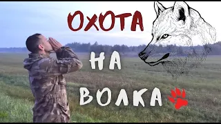 4 ВОЛКА за охоту. Волки в Беларуси. Wolfs