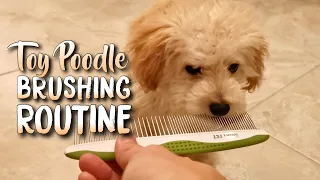 TOY POODLE PUPPY BRUSHING ROUTINE | Maple’s Daily
