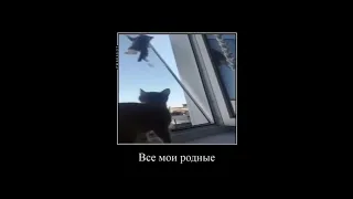 У котов ведь 9 жизней😅 #subscribe #memes #tiktok