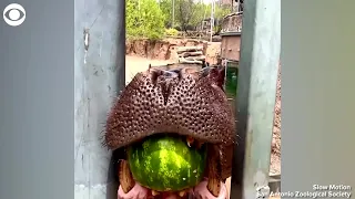 WEB EXTRA: Hippo Crushes Whole Watermelon At Zoo In Texas