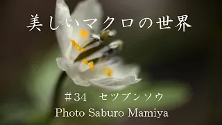 美しいマクロの世界#34　セツブンソウ