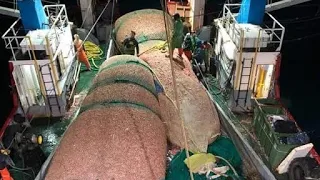 Awesome, Fishermen Catch Hundreds of Tons Shrimp in Newfoundland. The Most Modern  Packaging Process