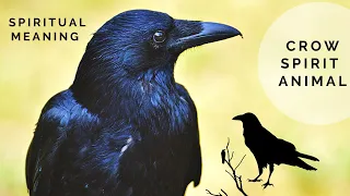 Why You Keep Seeing Crows | The Spiritual Meaning of Crows | The Crow Spirit Animal