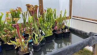 $200 Carport Sarracenia Greenhouse Build Part 2