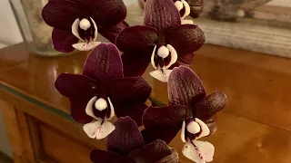 Обзор коллекции орхидей на конец зимы