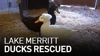 Famous Ducks at Oakland's Lake Merritt Find New Home