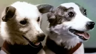 Belka and Strelka – the Soviet space dogs.#shorts