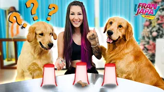 TESTANDO A INTELIGÊNCIA DOS CACHORROS !!! - Fran Japa