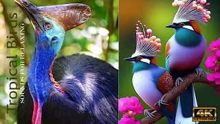 Amazing Largest Birds of The World - Birds of The Tropical Rainforest - Birds Sound - Naturalium