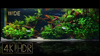 [Wide] Calms Mind | Aquascape • Fixed 3hours 4K HDR 60fps • Water sound