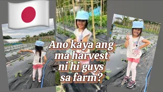 🇯🇵Harvesting Green Beans | NM Family Diaries #familyvlog #farming #japan #filipino #farmersnews