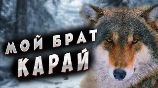 🐺О Такой Волчьей Преданности Можно Только Мечтать!