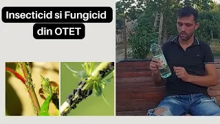 Cel mai bun insecticid natural.Insecticid natural cu otet pentru afide, paduchi de flori