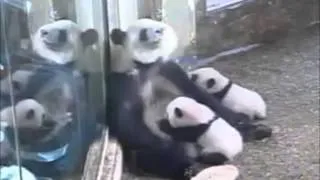 Mei Lun and Mei Huan are "girls"！