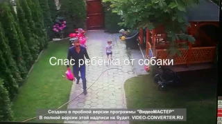 Отец спас ребёнка от собаки