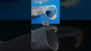 THE BLOOP VS WHALE SHARK, SIZE, DEXTERITY, FORCE, RESISTANCE