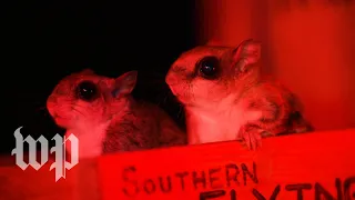 Flying squirrels are nocturnal and hard to spot. Unless you know where to look.