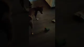 Неразлучник атакует собаку. Lovebird attacking a dog. 🐦 🐕