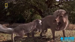 Bear Dog vs Terminator Pig (Amphicyon vs Daeodon "Dinohyus")