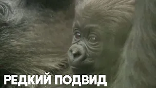 Детёныш равнинной гориллы радует гостей Лондонского зоопарка