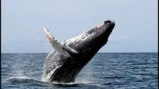 Baleine à bosse - Articles audio - Wikipedia