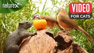 Squirrel and bird watching for cats relaxing 🐿️ mesmerizing nature sounds. It's like TV for your pet