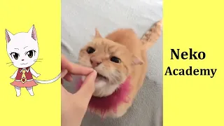 super funny cat meme videos #42  - best funny animal videos 2022 - neko academy #funny #CATS #moment