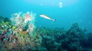 gulf of mexico dive 20190622