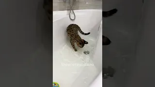 Котенок плавает 🤩 #котенок