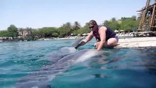 Dolphin Reef. Eilat / Риф дельфинов. Эйлат