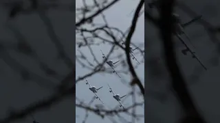 Through the Trees: Frecce Tricolori Training in Reduced Formation #short #shorts