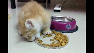 Leo the kitten talks while eating