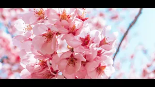 Traditional japanese - Sakura sakura (Zen-On Bressan Alto Recorder A = 415 Hz)