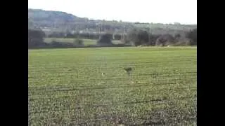 lurcher running