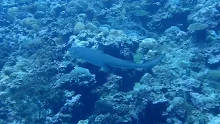 palau shark