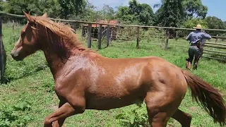 Pegando cavalo xucro no laço // Perdi a Cigana