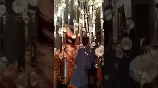 Кошка в люстре 🐈.  Cat and chandelier.