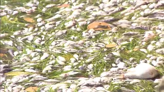 Thousands of dead fish found dead in Biscayne Bay