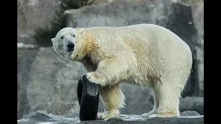 Nora und Ranzo spielen und toben am Eisbären-Welttag I Tiergarten Schönbrunn