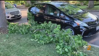 Residents Urge City To Maintain Tree-Lined Streets After Branches Fall Down