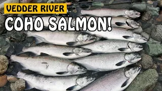 LURE FISHING FOR COHO SALMON - Vedder River Chilliwack BC Canada | Fishing with Rod