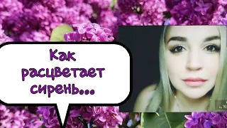 /Как расцветает сирень.../ Ирина Самарина-Лабиринт