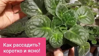 Как рассадить разросшуюся Фиалку? Коротко и ясно!