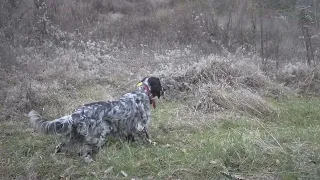 caccia al fagiano di collina con vera n.2