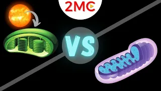 Mitochondria vs Chloroplast | 3 major differences [and 2 similarities]