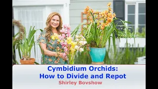 Cymbidium Orchid Care: HOW and WHEN to Divide and Repot Cymbidiums! 😀 Shirley Bovshow