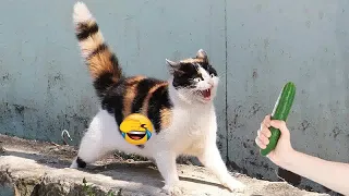 Best Funniest Animal Videos 2024😻🐕‍🦺Funny Dogs And Cats Videos Of The year😹part 10