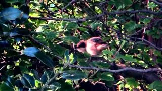 Western Orphean Warbler