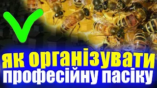 Стратегія створення професійної пасіки. Як стати професійним пасічником