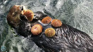 🦦 SEA OTTER ─ Don't Let His Cuteness Fool You! 🦦